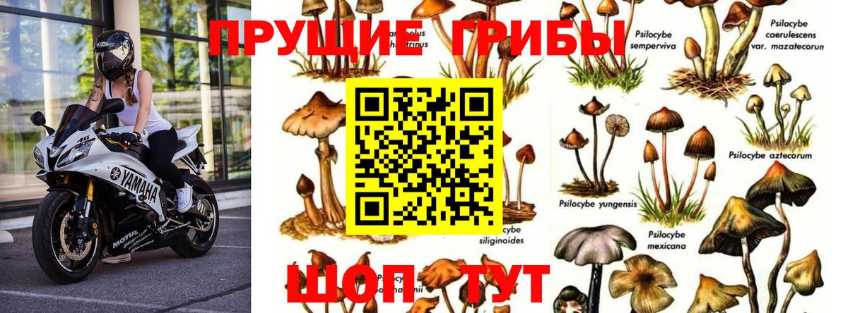 Галлюциногенные грибы Psilocybe  Вход с VPN  Кулебаки 